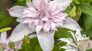 Clematis « ST17333 » (Multi Pink)